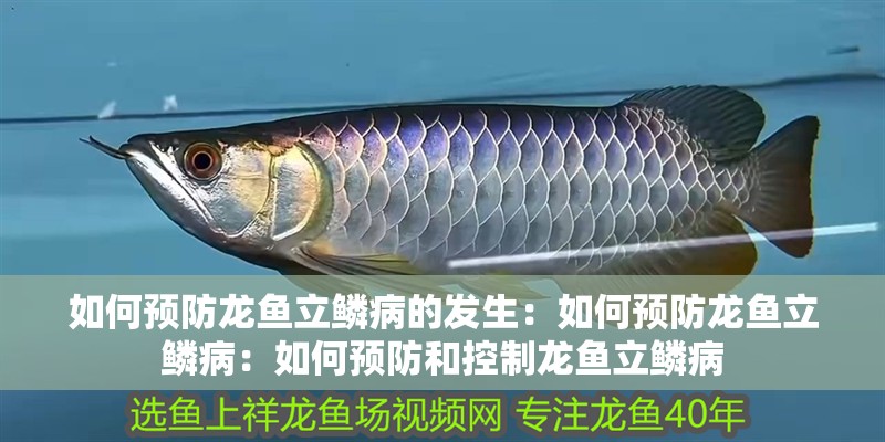 如何預(yù)防龍魚(yú)立鱗病的發(fā)生：如何預(yù)防龍魚(yú)立鱗病：如何預(yù)防和控制龍魚(yú)立鱗病