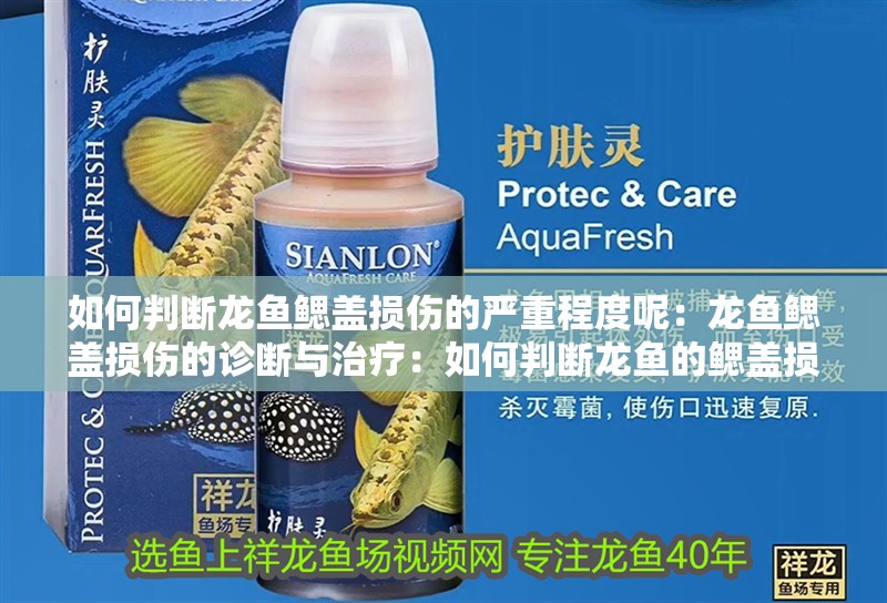 如何判斷龍魚鰓蓋損傷的嚴重程度呢：龍魚鰓蓋損傷的診斷與治療：如何判斷龍魚的鰓蓋損傷的嚴重程度