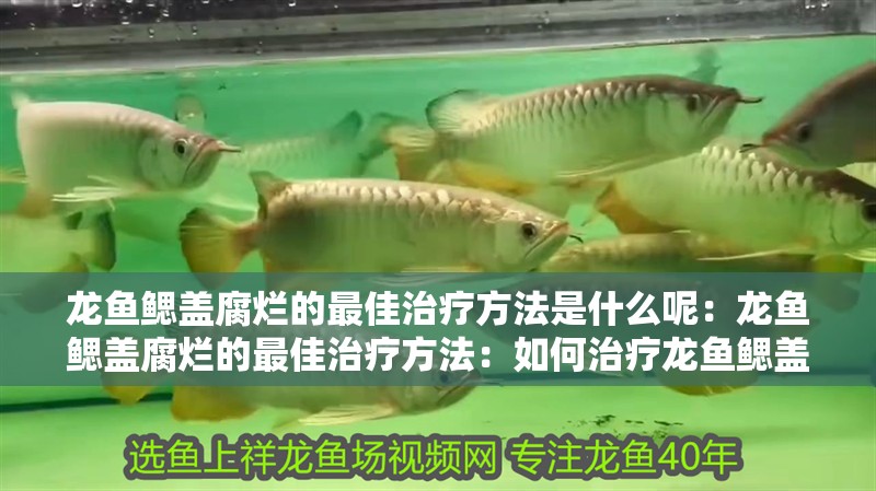 龍魚(yú)鰓蓋腐爛的最佳治療方法是什么呢：龍魚(yú)鰓蓋腐爛的最佳治療方法：如何治療龍魚(yú)鰓蓋腐爛