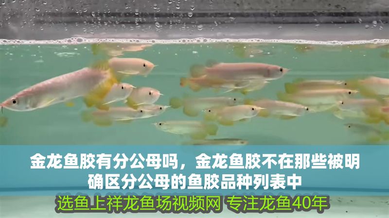 金龍魚膠有分公母嗎，金龍魚膠不在那些被明確區分公母的魚膠品種列表中