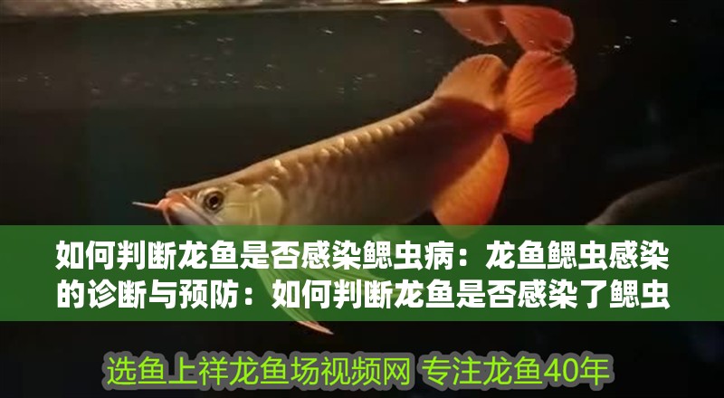 如何判斷龍魚(yú)是否感染鰓蟲(chóng)?。糊堲~(yú)鰓蟲(chóng)感染的診斷與預(yù)防：如何判斷龍魚(yú)是否感染了鰓蟲(chóng)病