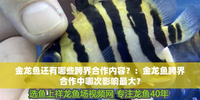 金龍魚還有哪些跨界<strong><mark>合作</mark></strong>內容？：金龍魚跨界<strong><mark>合作</mark></strong>中哪次影響最大？