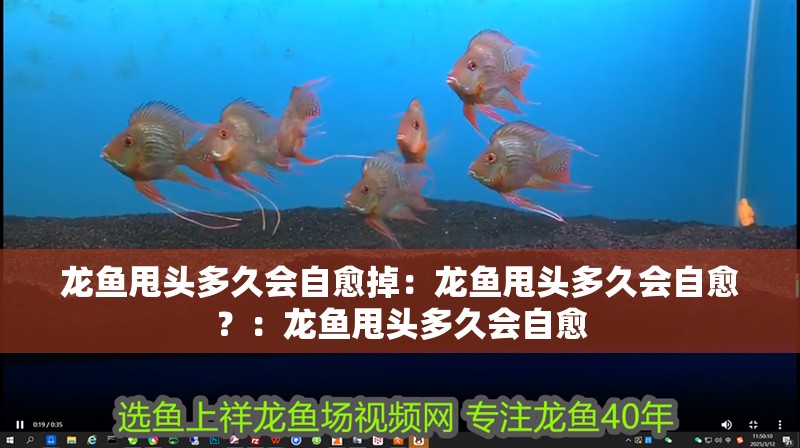 龍魚甩頭多久會自愈掉：龍魚甩頭多久會自愈？：龍魚甩頭多久會自愈