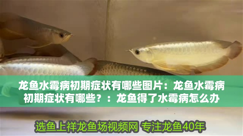 龍魚水霉病初期癥狀有哪些圖片：龍魚水霉病初期癥狀有哪些？：龍魚得了水霉病怎么辦