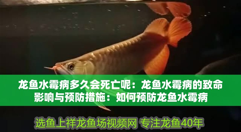 龍魚水霉病多久會(huì)死亡呢：龍魚水霉病的致命影響與預(yù)防措施：如何預(yù)防龍魚水霉病