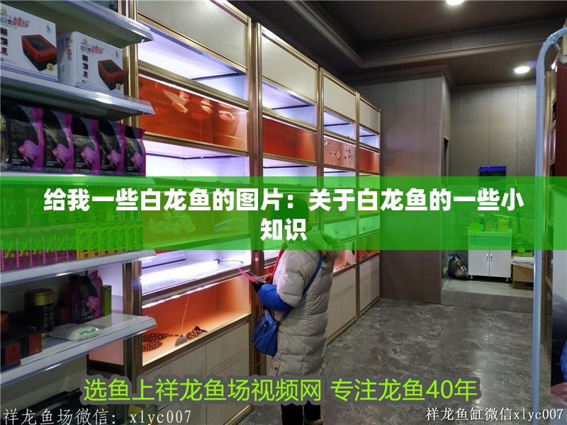 給我一些白龍魚的圖片：關于白龍魚的一些小知識