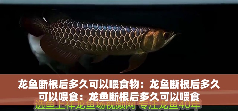 龍魚(yú)斷根后多久可以喂食物：龍魚(yú)斷根后多久可以喂食：龍魚(yú)斷根后多久可以喂食