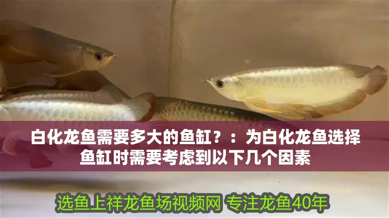 白化龍魚需要多大的魚缸？：為白化龍魚選擇魚缸時(shí)需要考慮到以下幾個(gè)因素