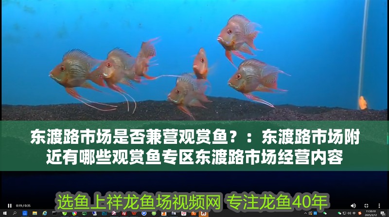 東渡路市場是否兼營觀賞魚？：東渡路市場附近有哪些觀賞魚專區(qū)東渡路市場經(jīng)營內(nèi)容