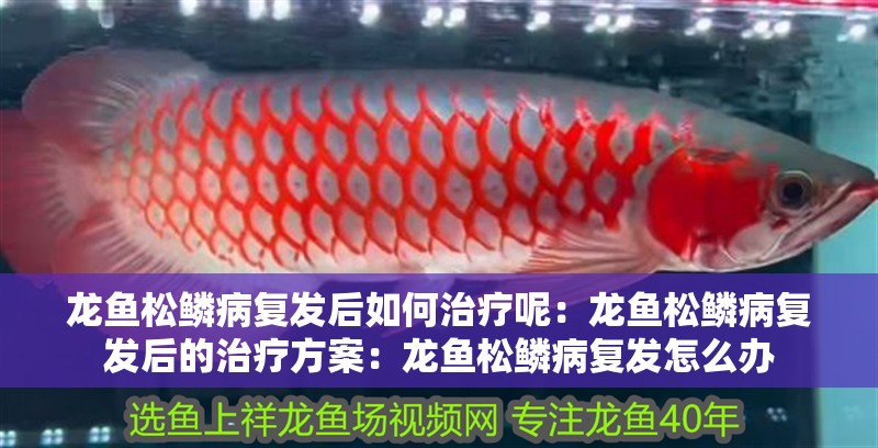 龍魚松鱗病復(fù)發(fā)后如何治療呢：龍魚松鱗病復(fù)發(fā)后的治療方案：龍魚松鱗病復(fù)發(fā)怎么辦