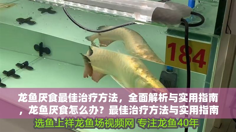龍魚厭食最佳治療方法,全面解析與實用指南,龍魚厭食怎么辦?最佳治療方法與實用指南全解析
