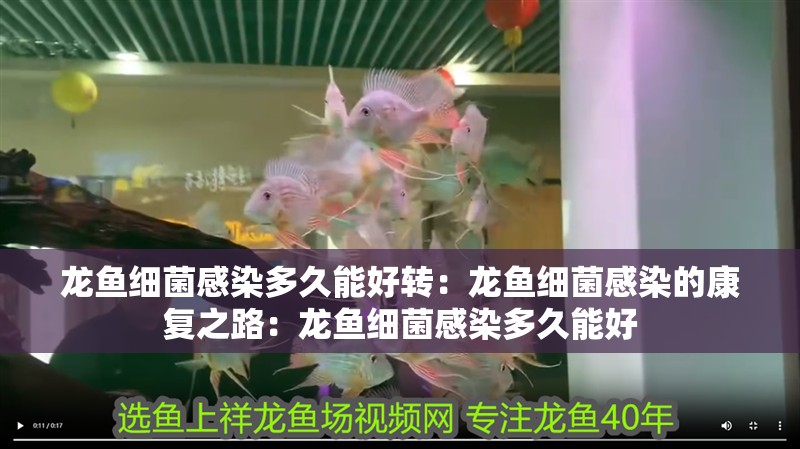 龍魚細(xì)菌感染多久能好轉(zhuǎn)：龍魚細(xì)菌感染的康復(fù)之路：龍魚細(xì)菌感染多久能好