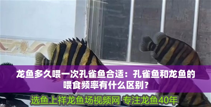 龍魚多久喂一次孔雀魚合適：孔雀魚和龍魚的喂食頻率有什么區別？