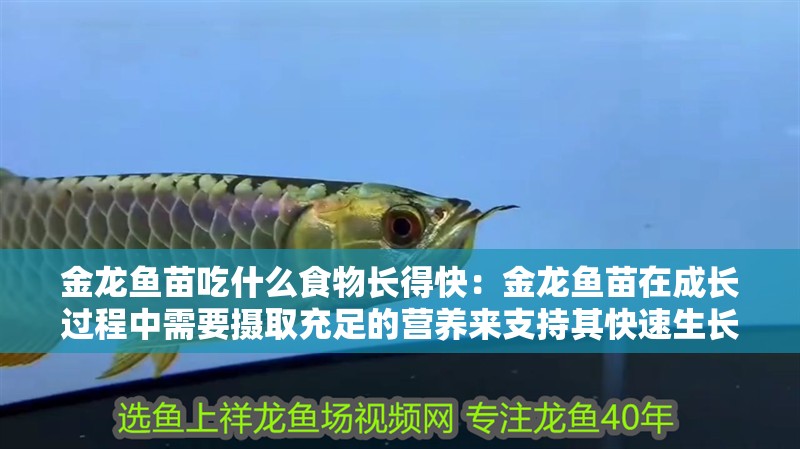 金龍魚苗吃什么食物長得快：金龍魚苗在成長過程中需要攝取充足的營養來支持其快速生長