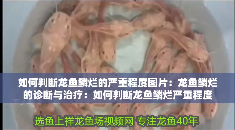 如何判斷龍魚鱗爛的嚴重程度圖片：龍魚鱗爛的診斷與治療：如何判斷龍魚鱗爛嚴重程度