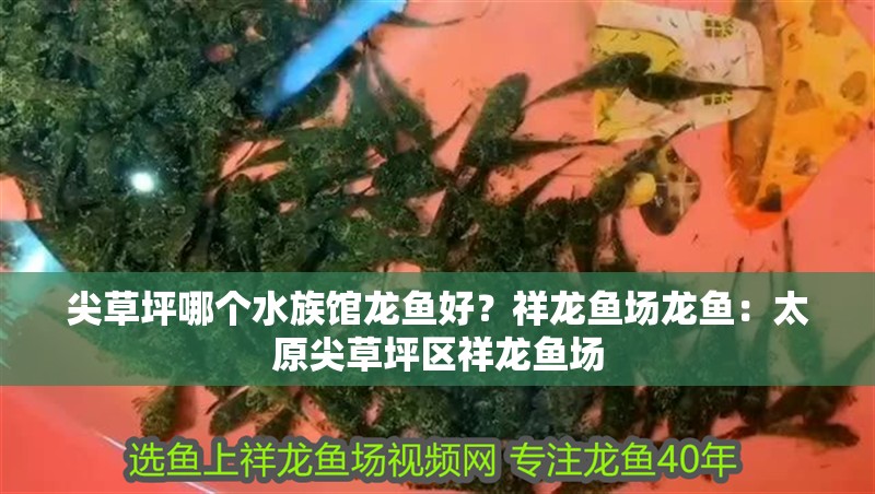 尖草坪哪個水族館龍魚好？祥龍魚場龍魚：太原尖草坪區(qū)祥龍魚場