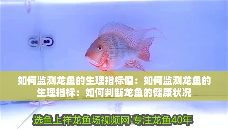 如何監測龍魚的生理指標值：如何監測龍魚的生理指標：如何判斷龍魚的健康狀況