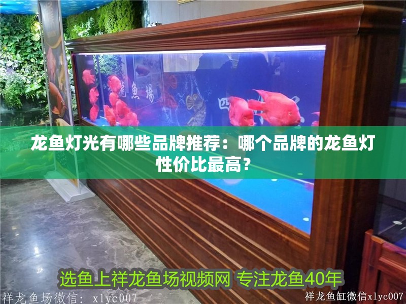 龍魚燈光有哪些品牌推薦：哪個品牌的龍魚燈性價比最高？