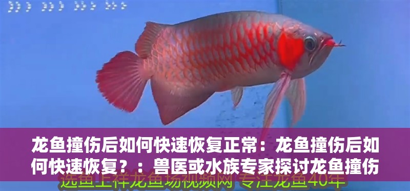 龍魚撞傷后如何快速恢復正常：龍魚撞傷后如何快速恢復？：獸醫或水族專家探討龍魚撞傷后如何快速恢復正常和耐心