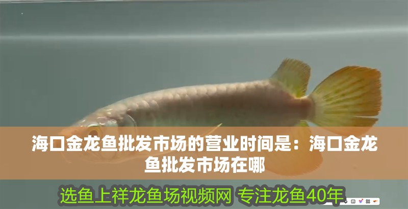 海口金龍魚批發市場的營業時間是：海口金龍魚批發市場在哪
