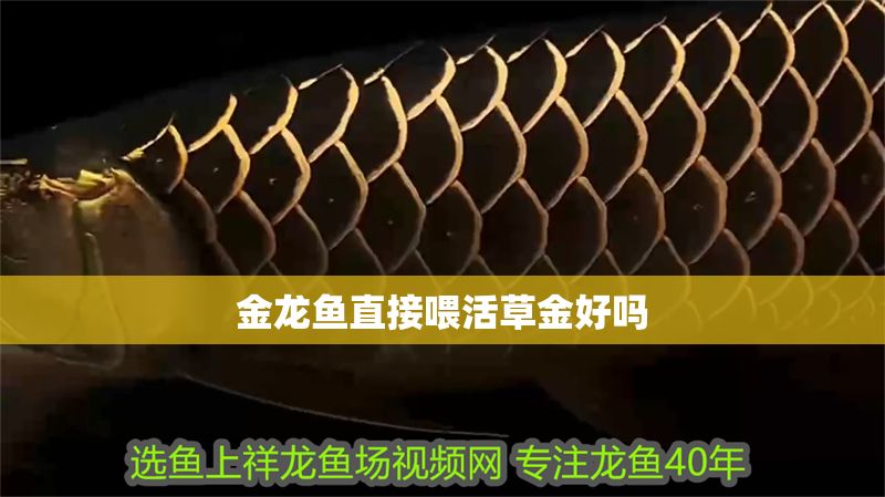 金龍魚直接喂活草金好嗎