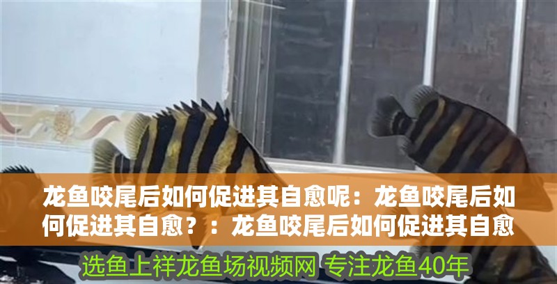 龍魚咬尾后如何促進其自愈呢：龍魚咬尾后如何促進其自愈？：龍魚咬尾后如何促進其自愈