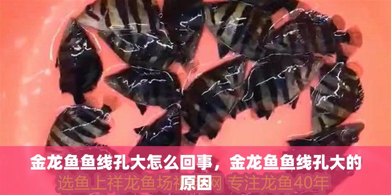 金龍魚魚線孔大怎么回事，金龍魚魚線孔大的原因