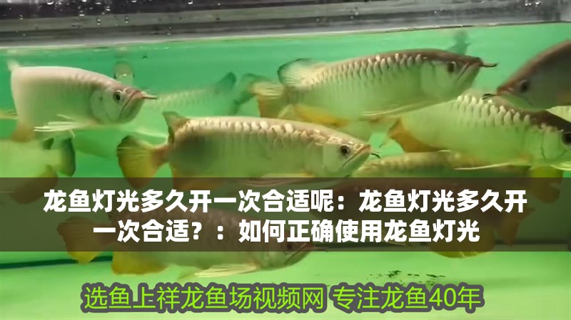 龍魚燈光多久開一次合適呢：龍魚燈光多久開一次合適？：如何正確使用龍魚燈光
