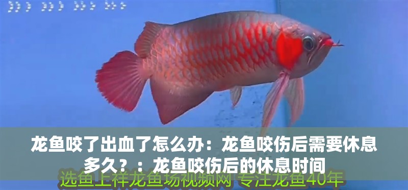 龍魚(yú)咬了出血了怎么辦：龍魚(yú)咬傷后需要休息多久？：龍魚(yú)咬傷后的休息時(shí)間