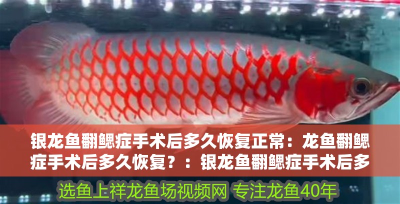 銀龍魚翻鰓癥手術(shù)后多久恢復(fù)正常：龍魚翻鰓癥手術(shù)后多久恢復(fù)？：銀龍魚翻鰓癥手術(shù)后多久能恢復(fù)