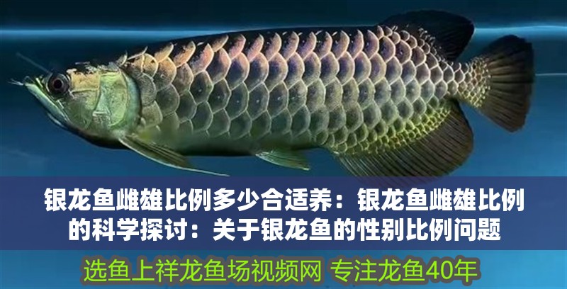 銀龍魚雌雄比例多少合適養：銀龍魚雌雄比例的科學探討：關于銀龍魚的性別比例問題