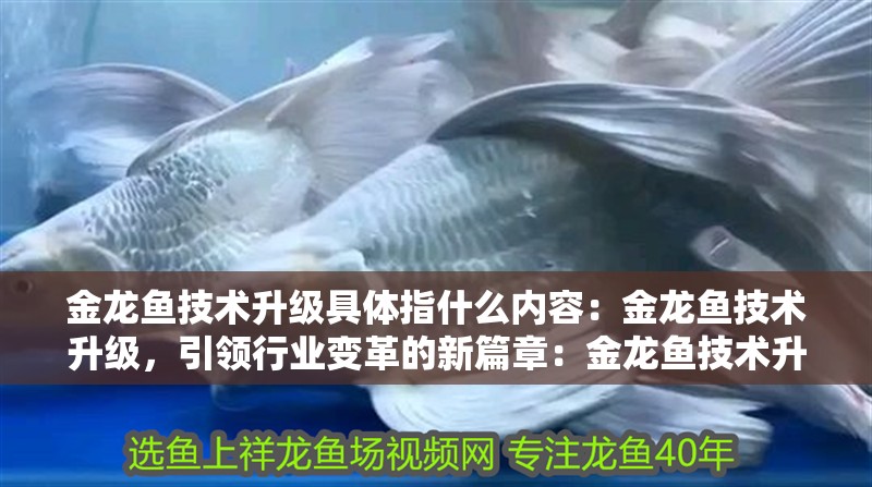 金龍魚技術(shù)升級具體指什么內(nèi)容：金龍魚技術(shù)升級，引領(lǐng)行業(yè)變革的新篇章：金龍魚技術(shù)升級引領(lǐng)行業(yè)變革