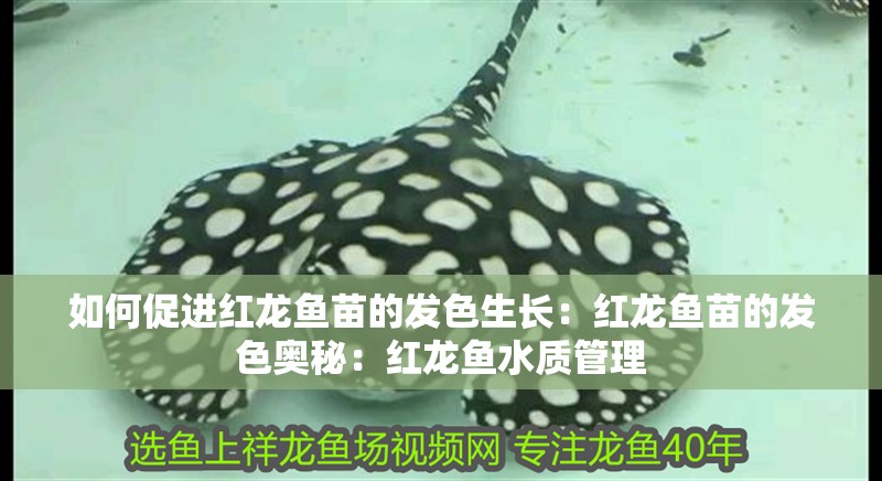 如何促進紅龍魚苗的發色生長：紅龍魚苗的發色奧秘：紅龍魚水質管理