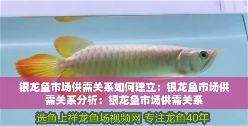 銀龍魚市場供需關(guān)系如何建立：銀龍魚市場供需關(guān)系分析：銀龍魚市場供需關(guān)系
