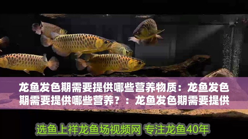 龍魚發色期需要提供哪些營養物質：龍魚發色期需要提供哪些營養？：龍魚發色期需要提供的營養同樣不可或缺的營養同樣至關重要