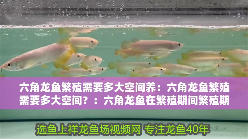 六角龍魚繁殖需要多大空間養：六角龍魚繁殖需要多大空間？：六角龍魚在繁殖期間繁殖期間的繁殖期間需要注意什么