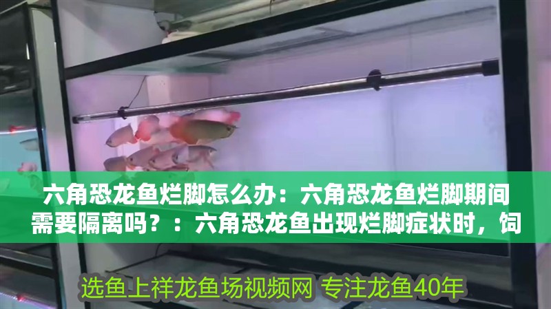 六角恐龍魚爛腳怎么辦：六角恐龍魚爛腳期間需要隔離嗎？：六角恐龍魚出現爛腳癥狀時，飼養者應立即采取以下措施