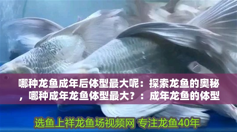 哪種龍魚(yú)成年后體型最大呢：探索龍魚(yú)的奧秘，哪種成年龍魚(yú)體型最大？：成年龍魚(yú)的體型特征
