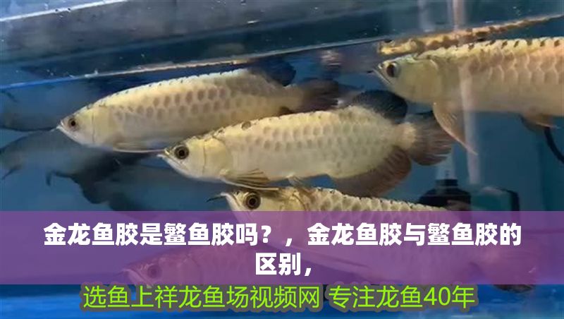 金龍魚膠是鳘魚膠嗎？，金龍魚膠與鳘魚膠的區(qū)別，
