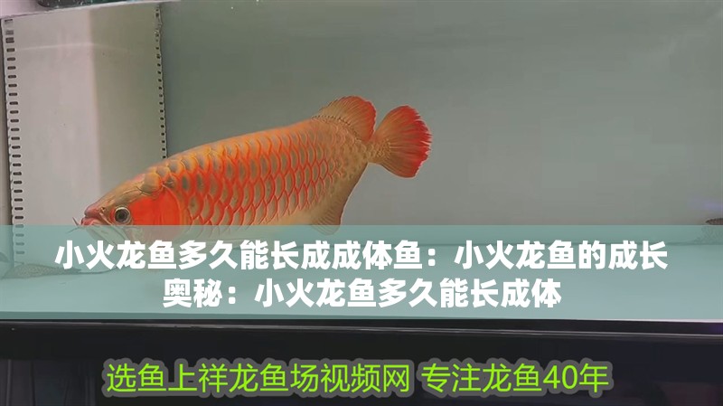 小火龍魚多久能長成成體魚：小火龍魚的成長奧秘：小火龍魚多久能長成體