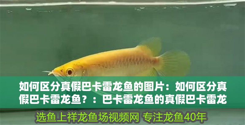 如何區分真假巴卡雷龍魚的圖片：如何區分真假巴卡雷龍魚？：巴卡雷龍魚的真假巴卡雷龍魚的養殖技巧和方法和技巧