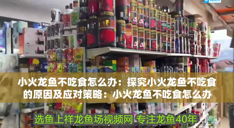 小火龍魚不吃食怎么辦：探究小火龍魚不吃食的原因及應對策略：小火龍魚不吃食怎么辦