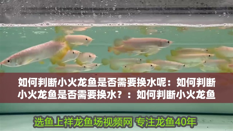 如何判斷小火龍魚是否需要換水呢：如何判斷小火龍魚是否需要換水？：如何判斷小火龍魚是否需要換水