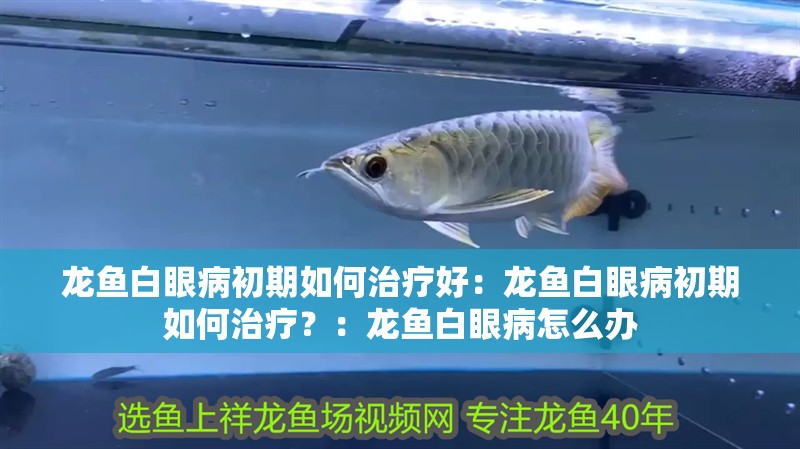 龍魚白眼病初期如何治療好：龍魚白眼病初期如何治療？：龍魚白眼病怎么辦