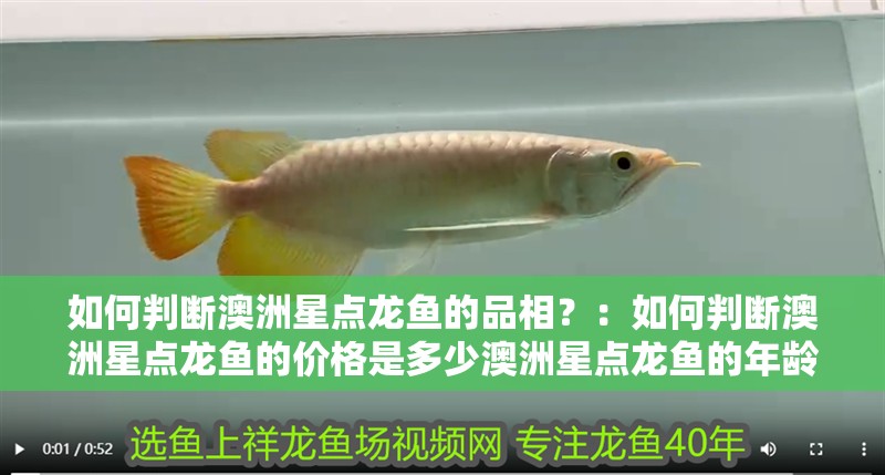 如何判斷澳洲星點龍魚的品相？：如何判斷澳洲星點龍魚的價格是多少澳洲星點龍魚的年齡
