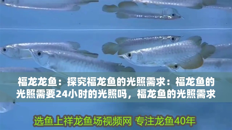 福龍龍魚：探究福龍魚的光照需求：福龍魚的光照需要24小時的光照嗎，福龍魚的光照需求