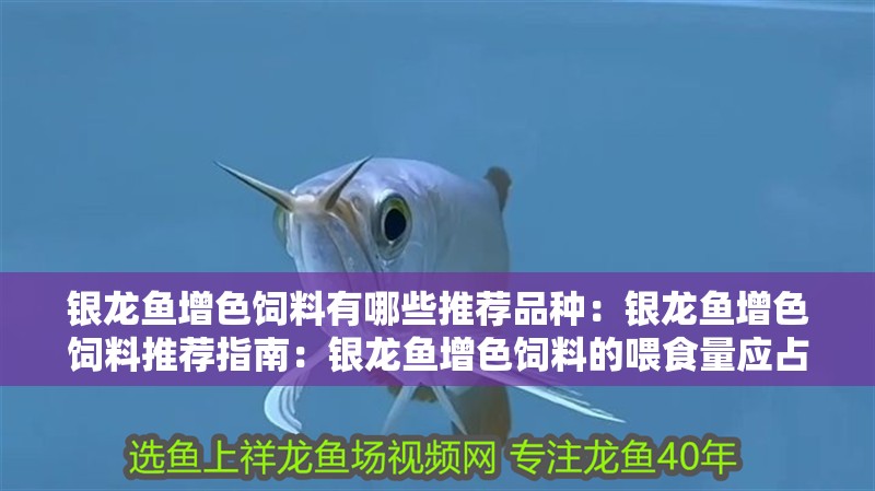 銀龍魚(yú)增色飼料有哪些推薦品種：銀龍魚(yú)增色飼料推薦指南：銀龍魚(yú)增色飼料的喂食量應(yīng)占銀龍魚(yú)的10%-