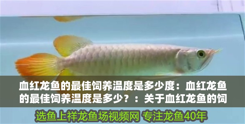 血紅龍魚的最佳飼養溫度是多少度：血紅龍魚的最佳飼養溫度是多少？：關于血紅龍魚的飼養，你了解多少？