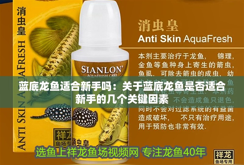 藍底龍魚適合新手嗎：關于藍底龍魚是否適合新手的幾個關鍵因素