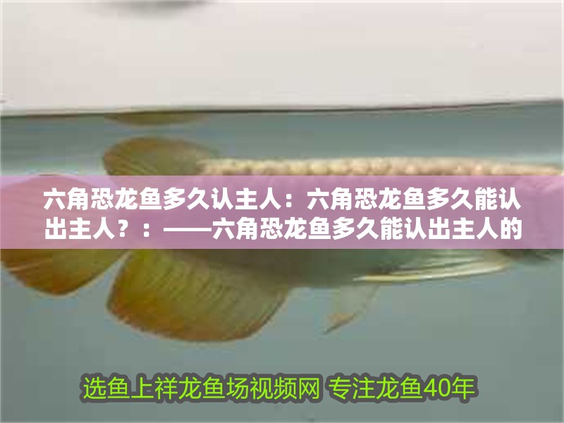 六角恐龍魚多久認(rèn)主人：六角恐龍魚多久能認(rèn)出主人？：——六角恐龍魚多久能認(rèn)出主人的問題